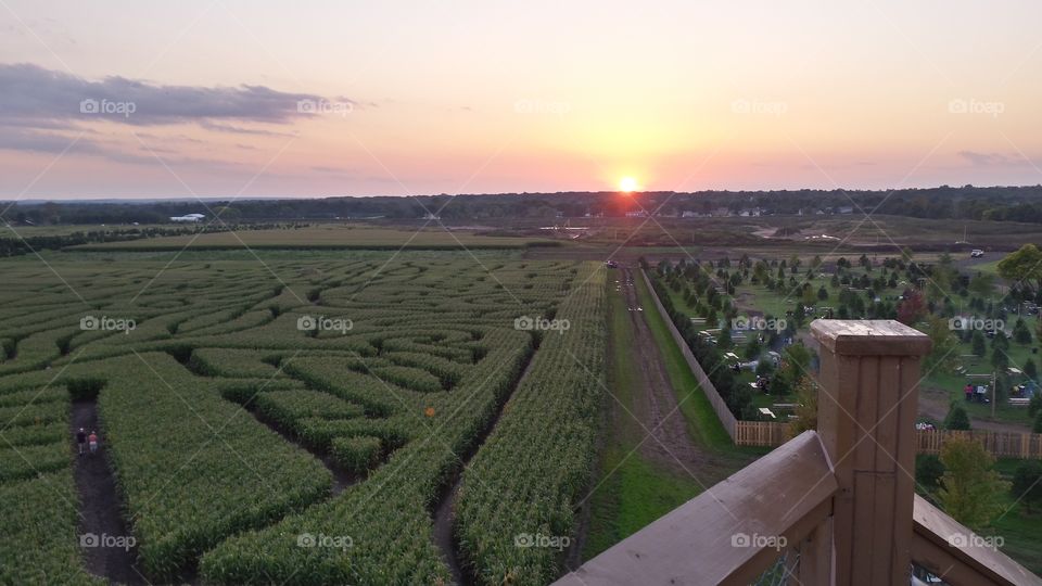 corn maze sunset