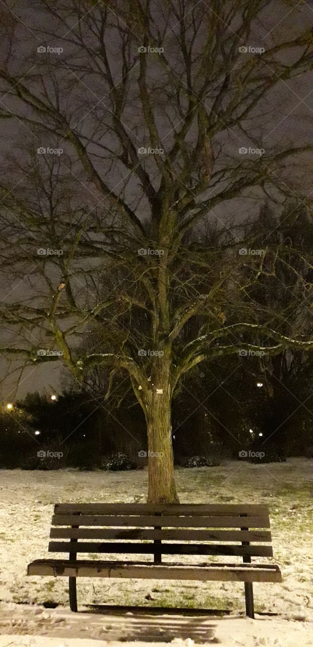 arbre au parc Barbieux