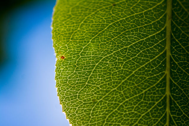 A Green Leaf Against the Sky