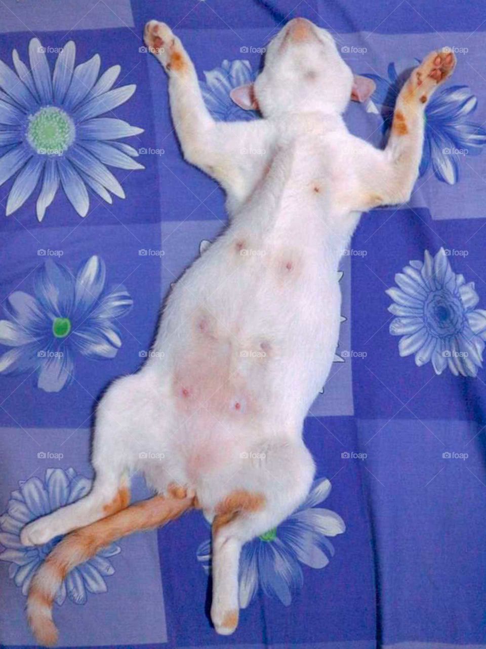 orange and white tabby cat sleeping.