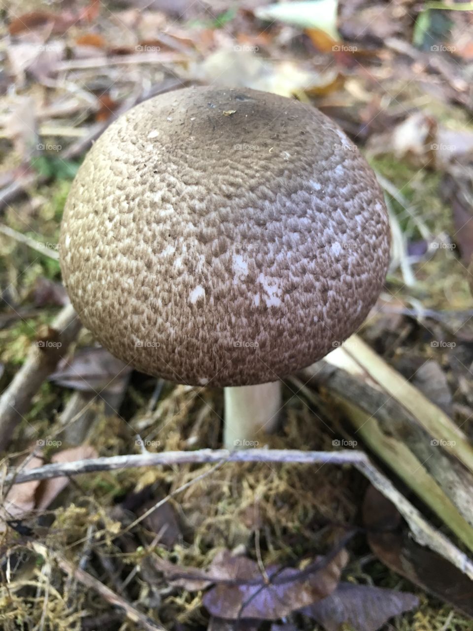 Mushroom