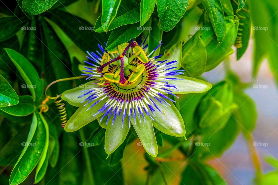 Passiflora flower