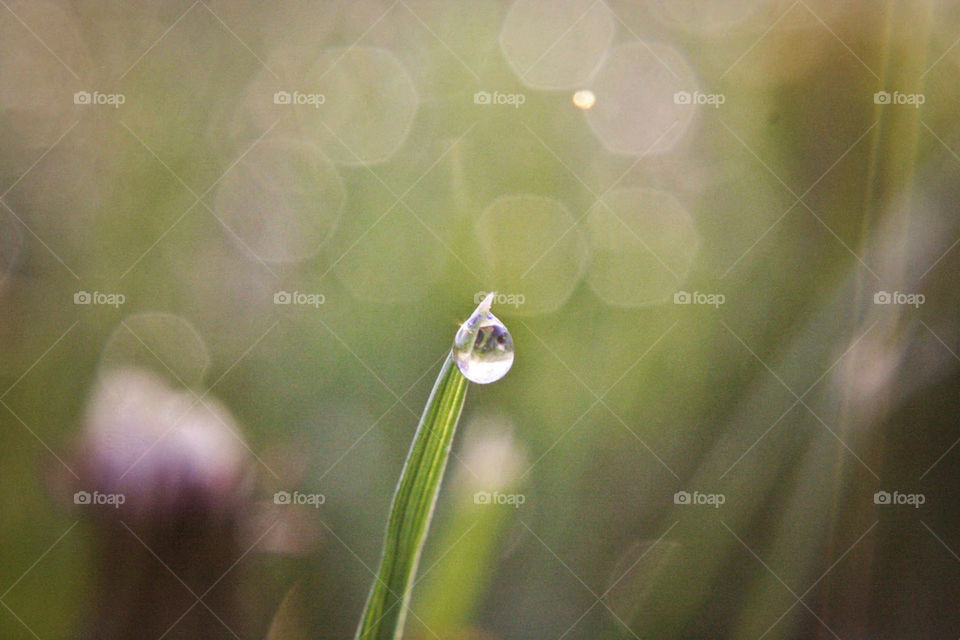 Dewdrops