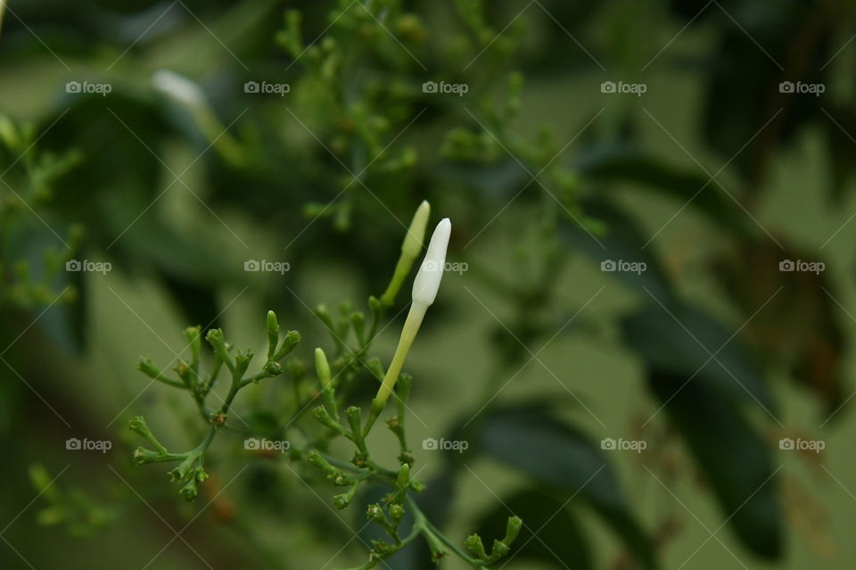 White flower