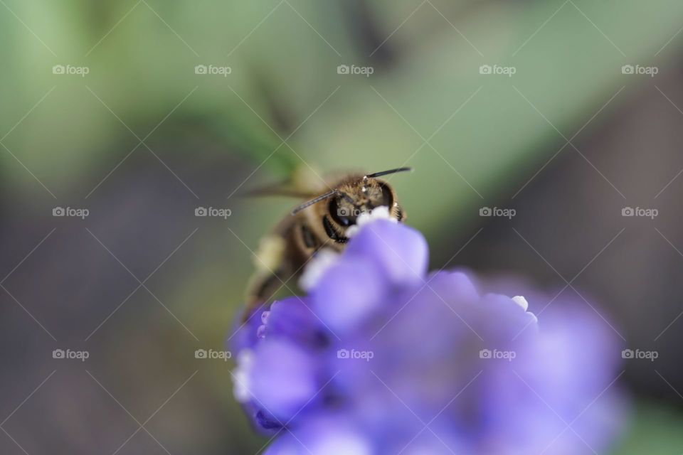 bee
