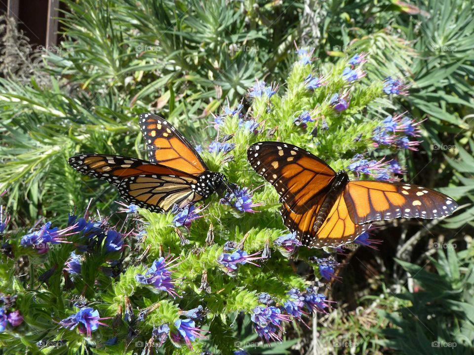 Monarch Butterfly. Pacific Coast Highway. Central coast California. Short pit-stop gave us this beautiful surprise.