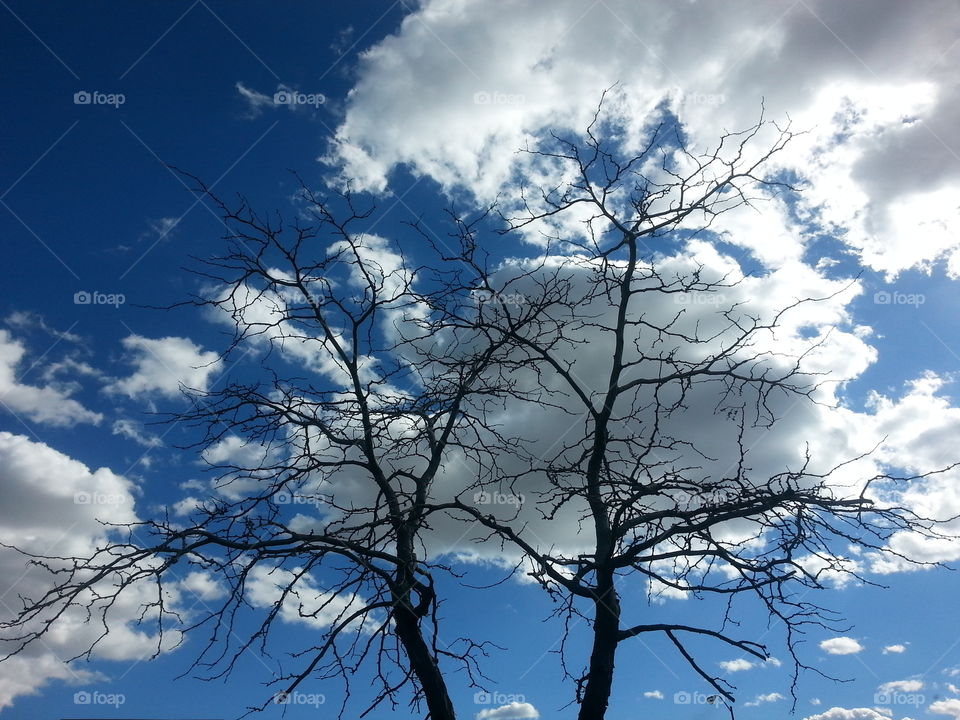 tree sky cloud