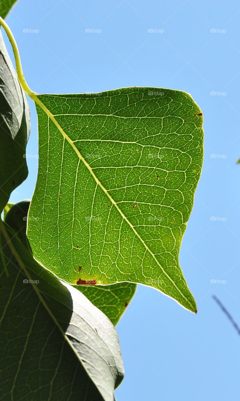 Leaf closeup 