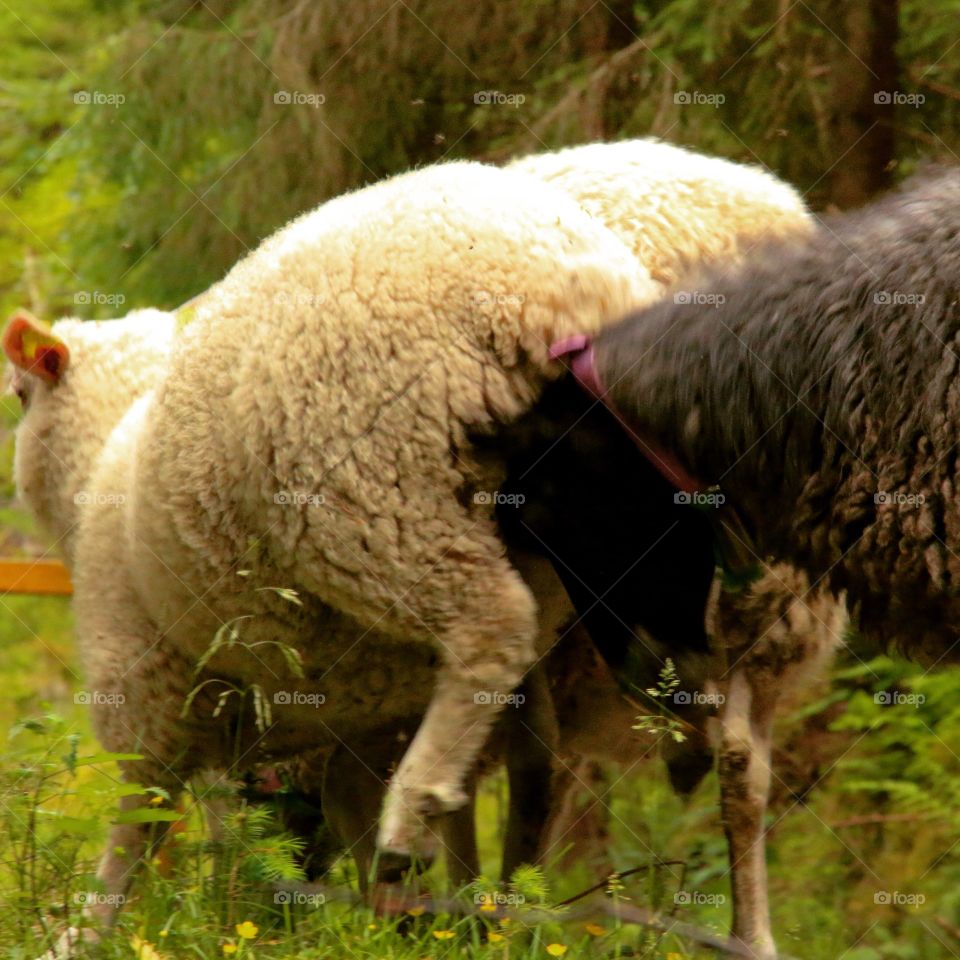 A push in the ass. Asdøljuvet Lier 