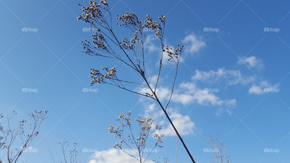 Swaying in the wind.