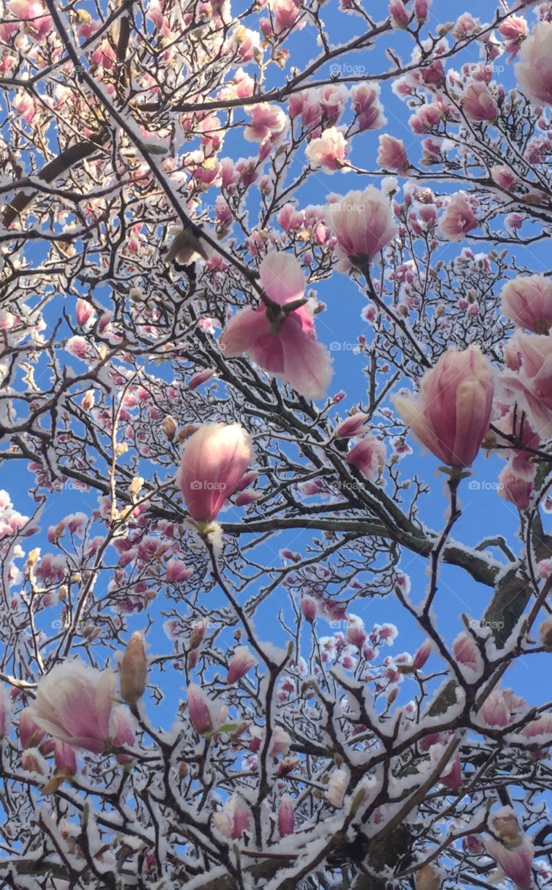 Snow-covered magnolias