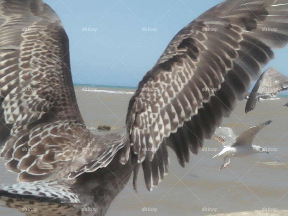 Flying seagull