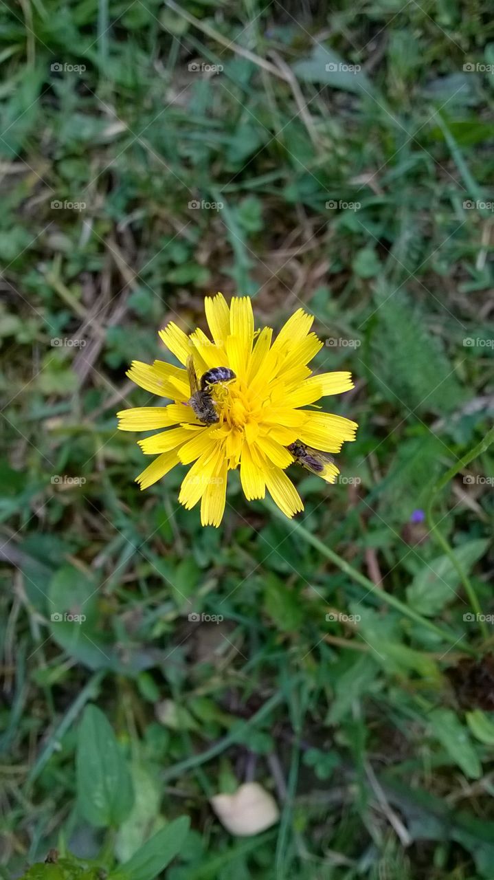 bee on flower