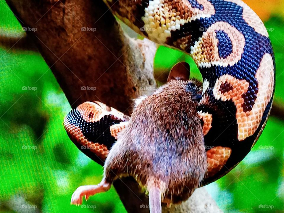 a snake attacks a mouse