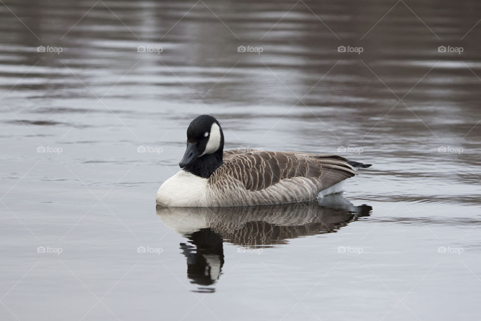 Canada goose  bird sleeping on water .  
Kanadagås  fågel sover på vatten 