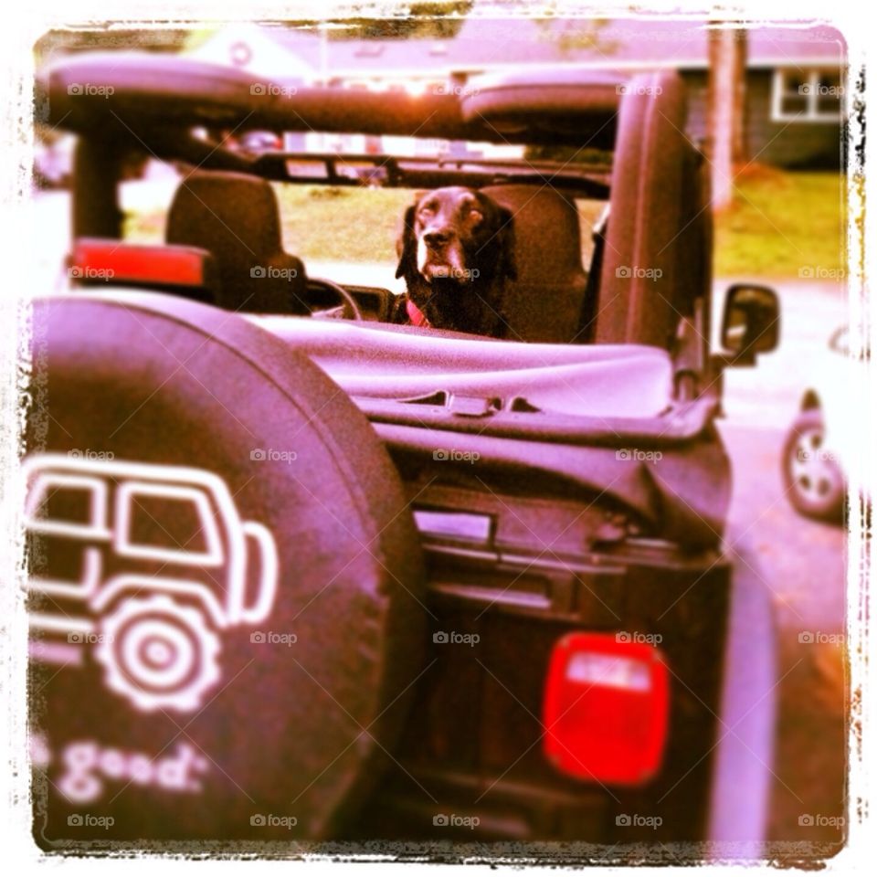 Jeep Dog