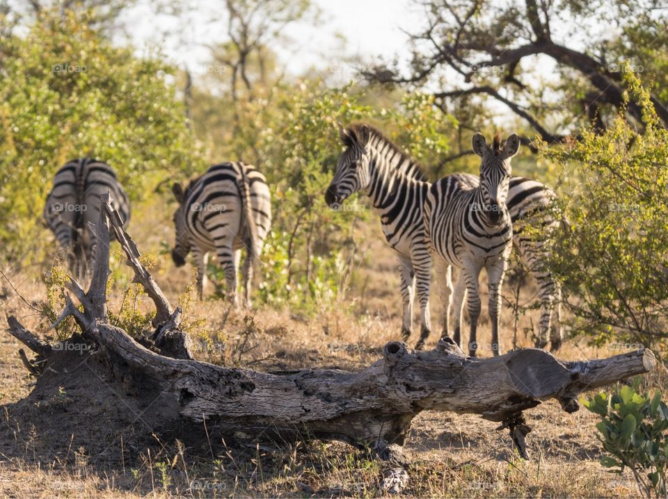 Zebra gathering in South African bush