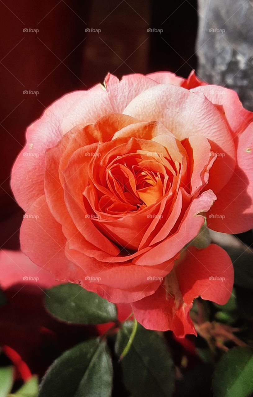 Pink rose,pink,season,romance,valentine,nature,landscape,colorful,botany,spring,summer,plant,blossom,floral,flower,petal