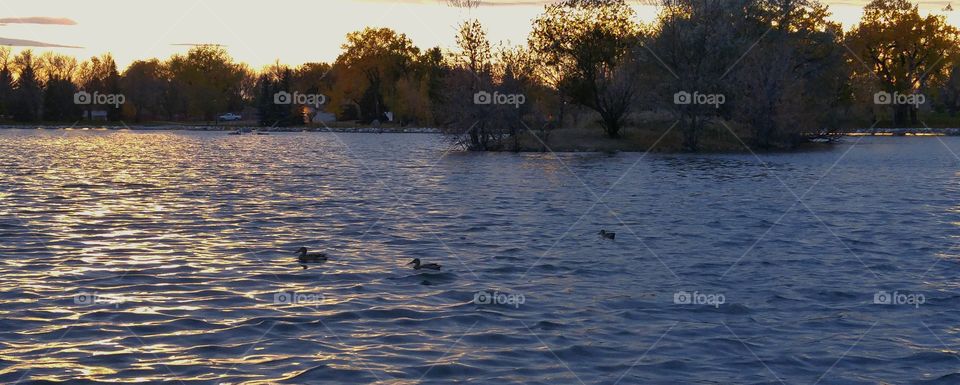 ducks in the lake
