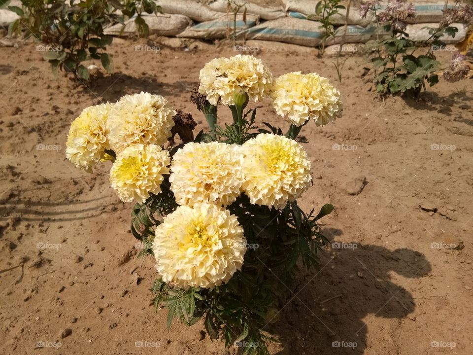 FLOWERS IN INDIA