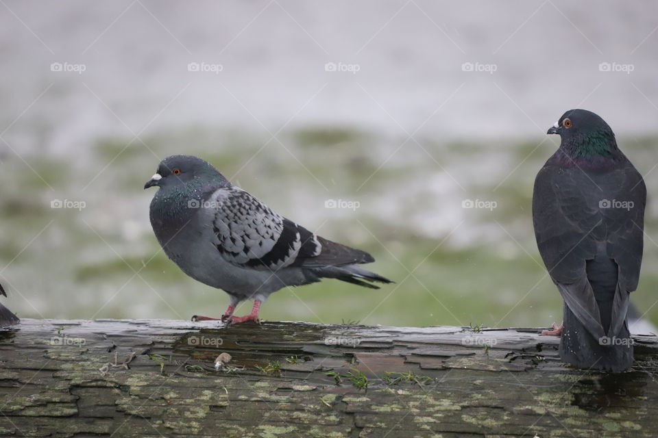 Pigeons on the wet log perched 