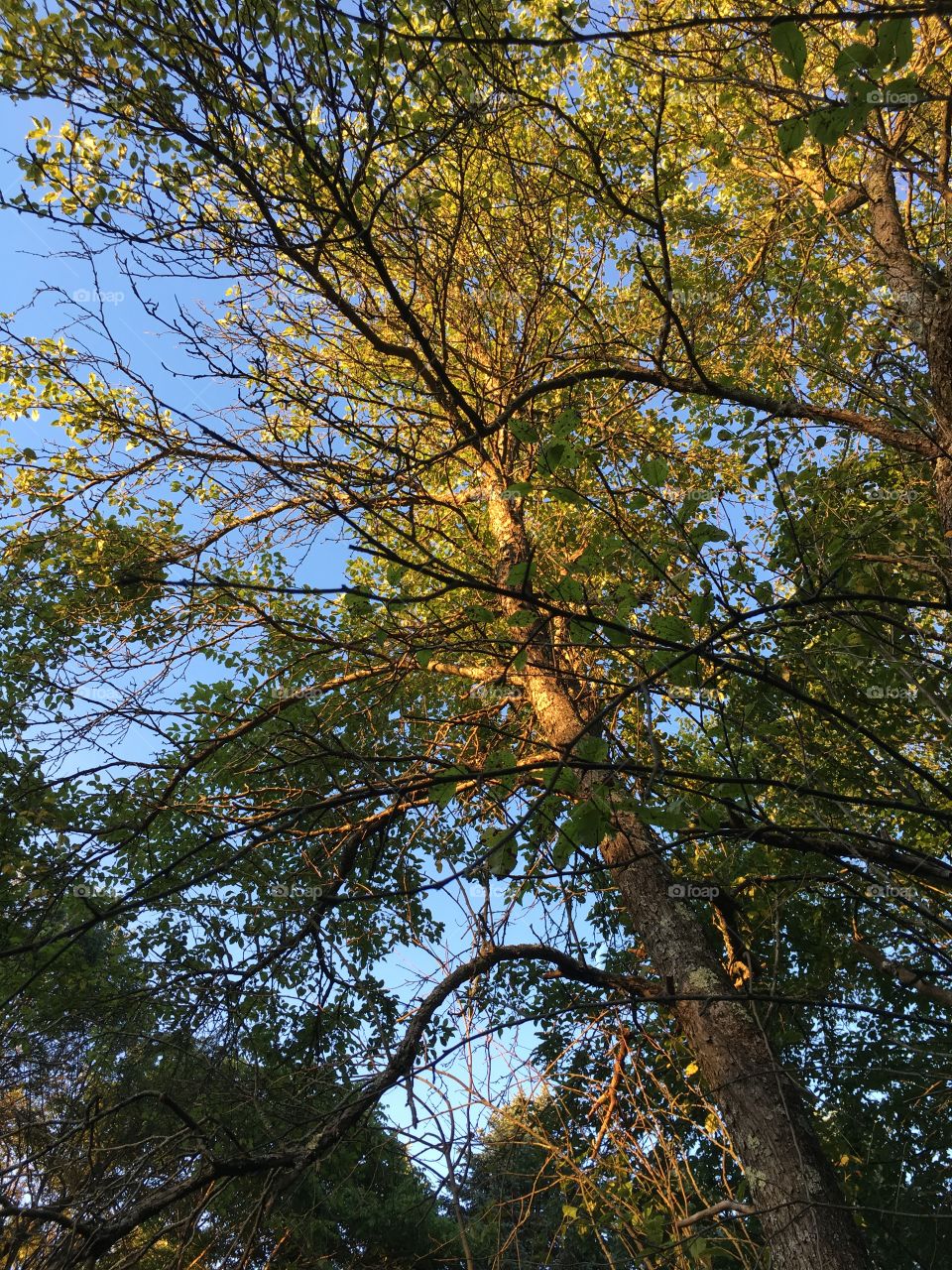 Tree in evening light