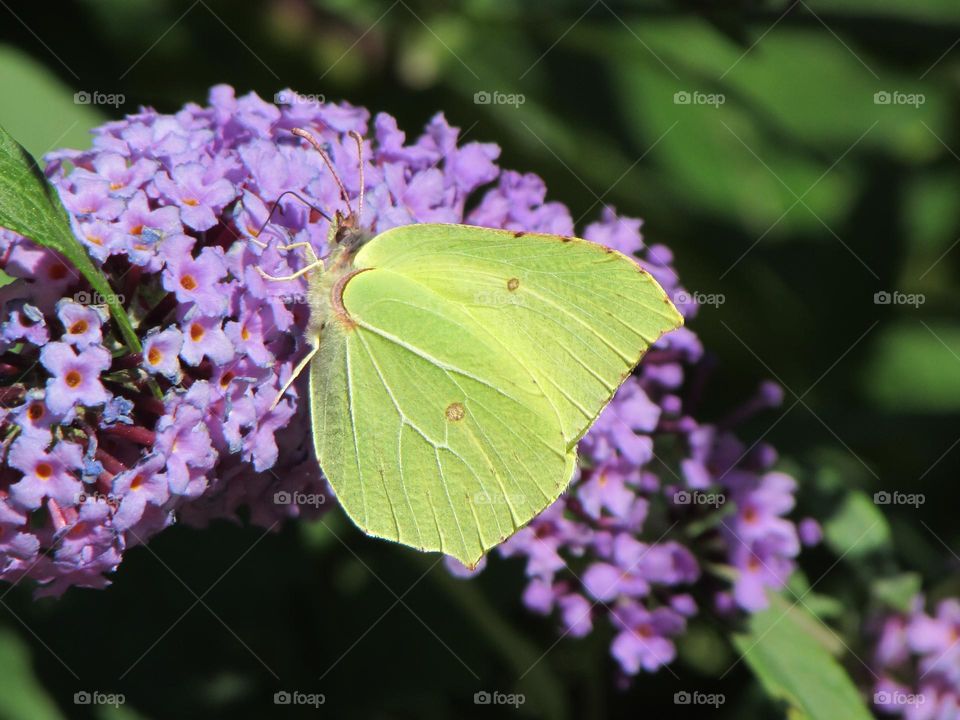 Butterfly on a flower