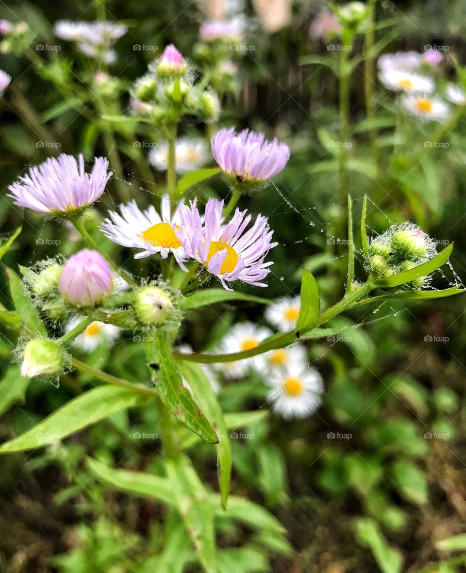 Autumn flowers