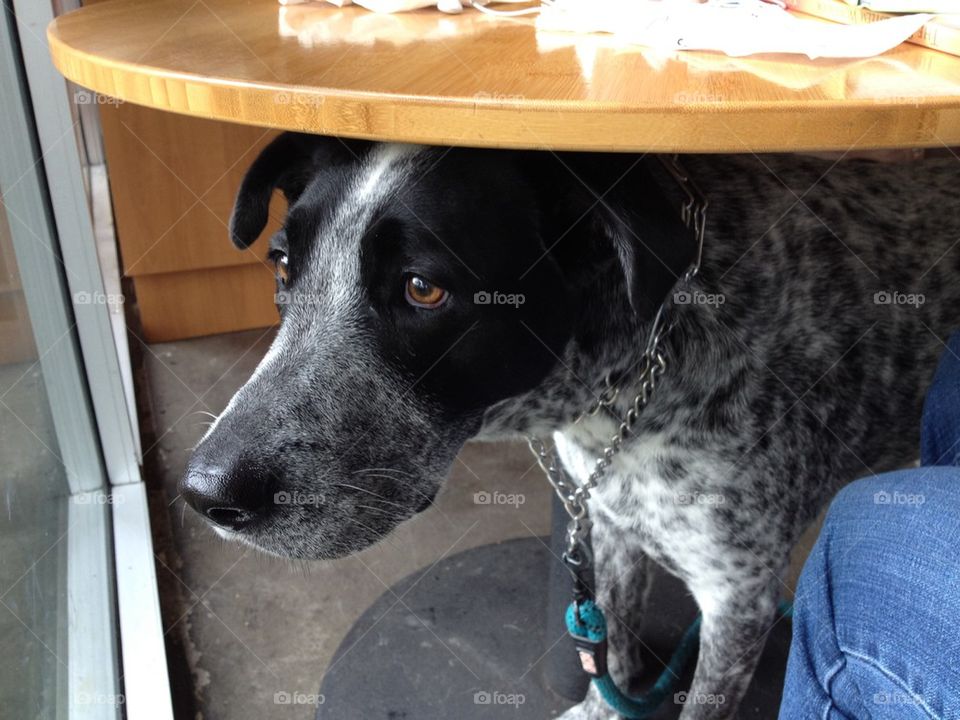 Dog Under Table