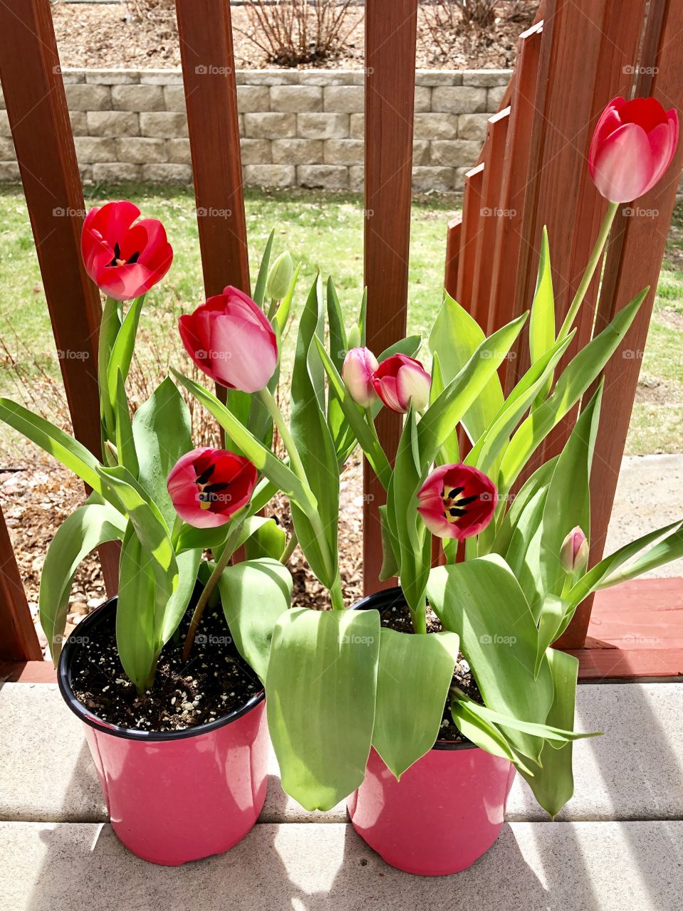 Red tulips in pots