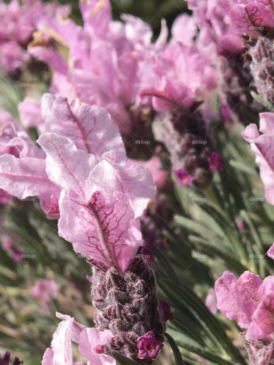 Close up of pinky lavendula flowers