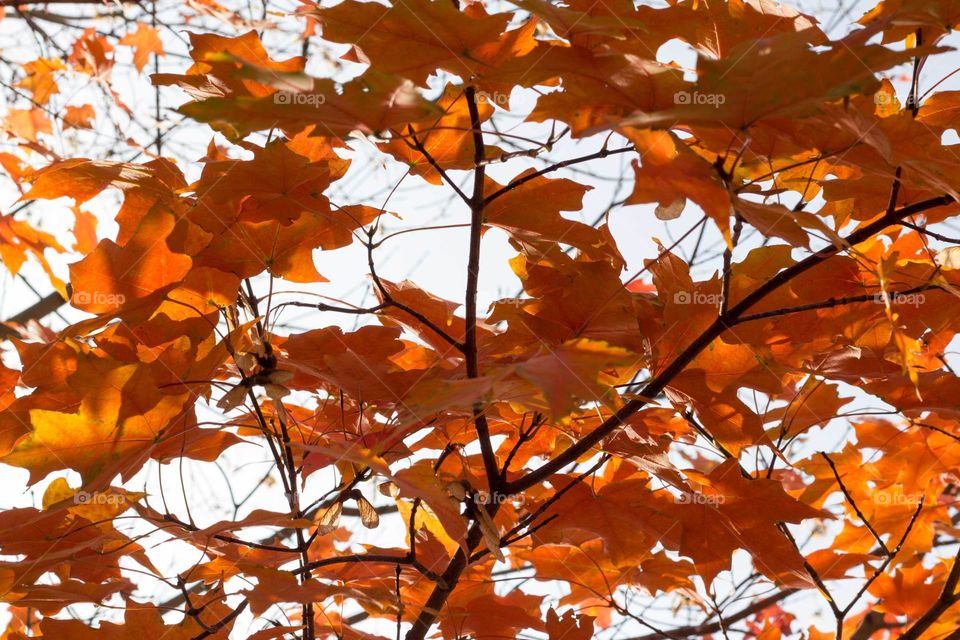 Red leaves gold leaves