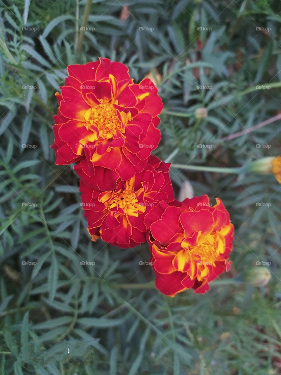 Marigold flower beauty of garden with fresh smell