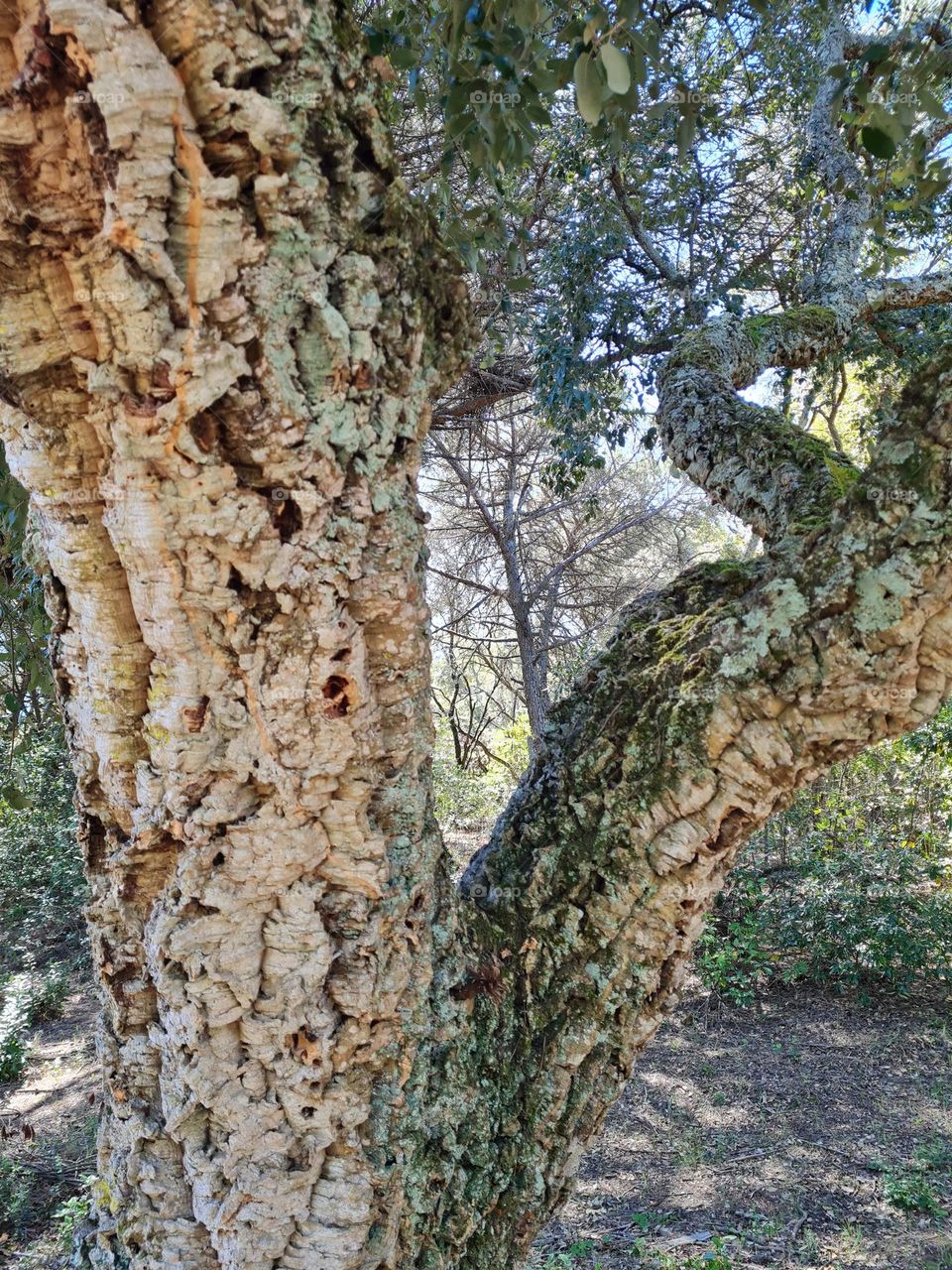 Trunk trees