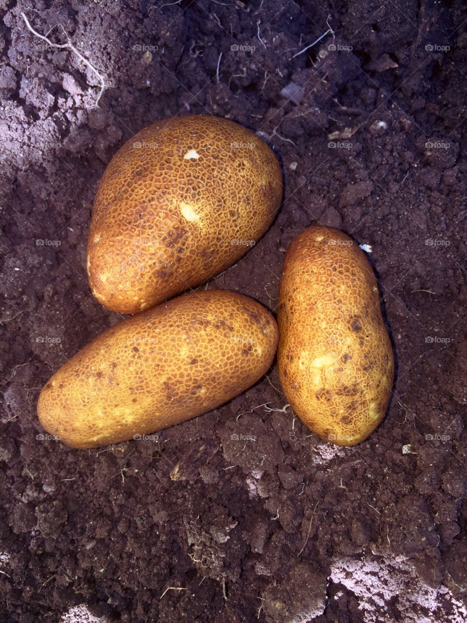 Garden potatoes 