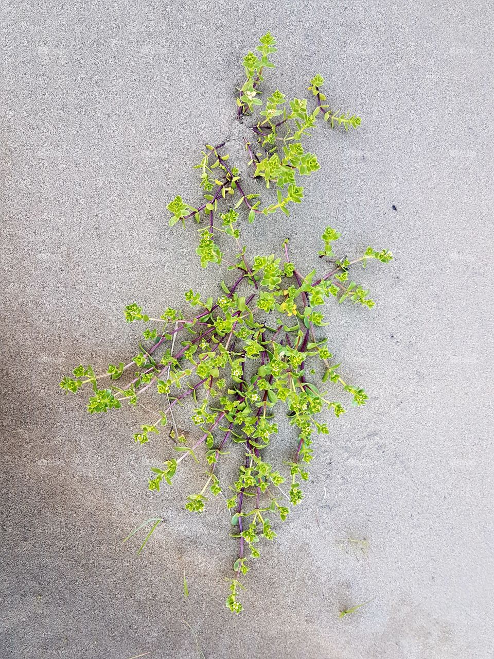 Green meets sand