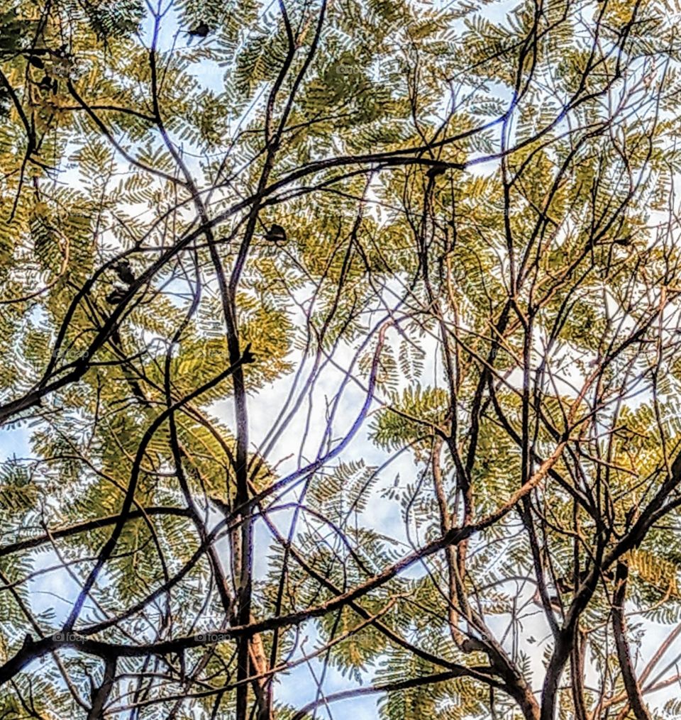 A jacaranda tree was in the fall.
their lines& colors of branches, leaves and fruits look very clear and beautiful.