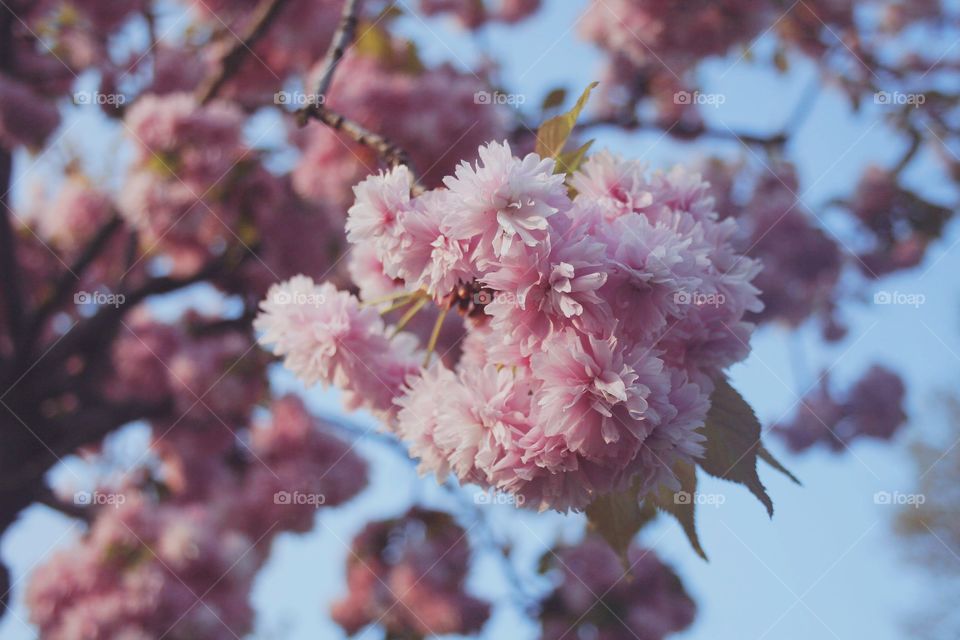 The pinkness of spring