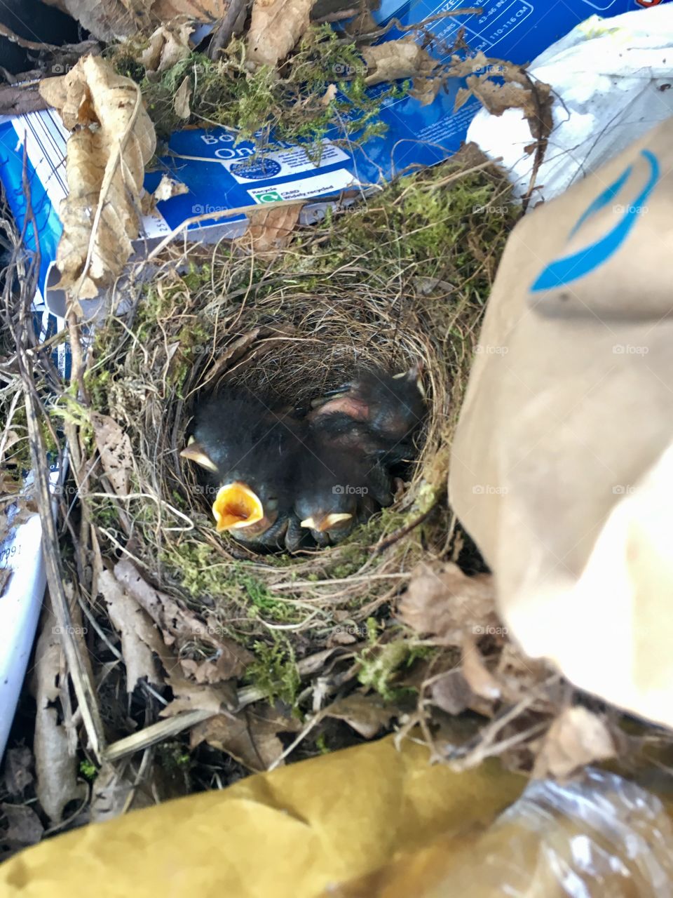 Baby robins nesting in the wheelie bin. Every time you lift the lid they thought it was feed time. 
