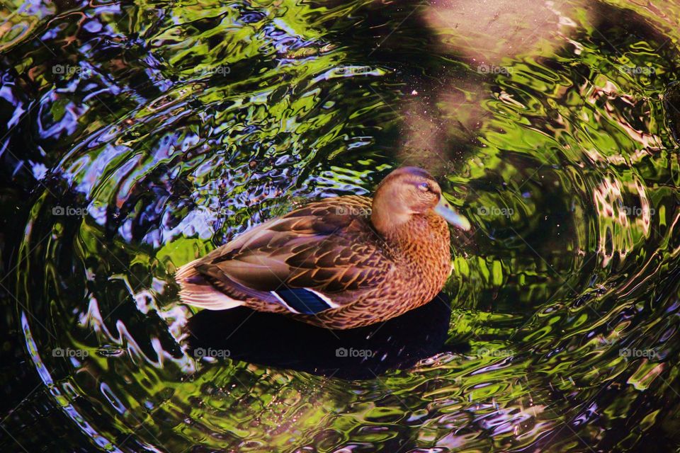 A duck swimming around giving us the evil eye 