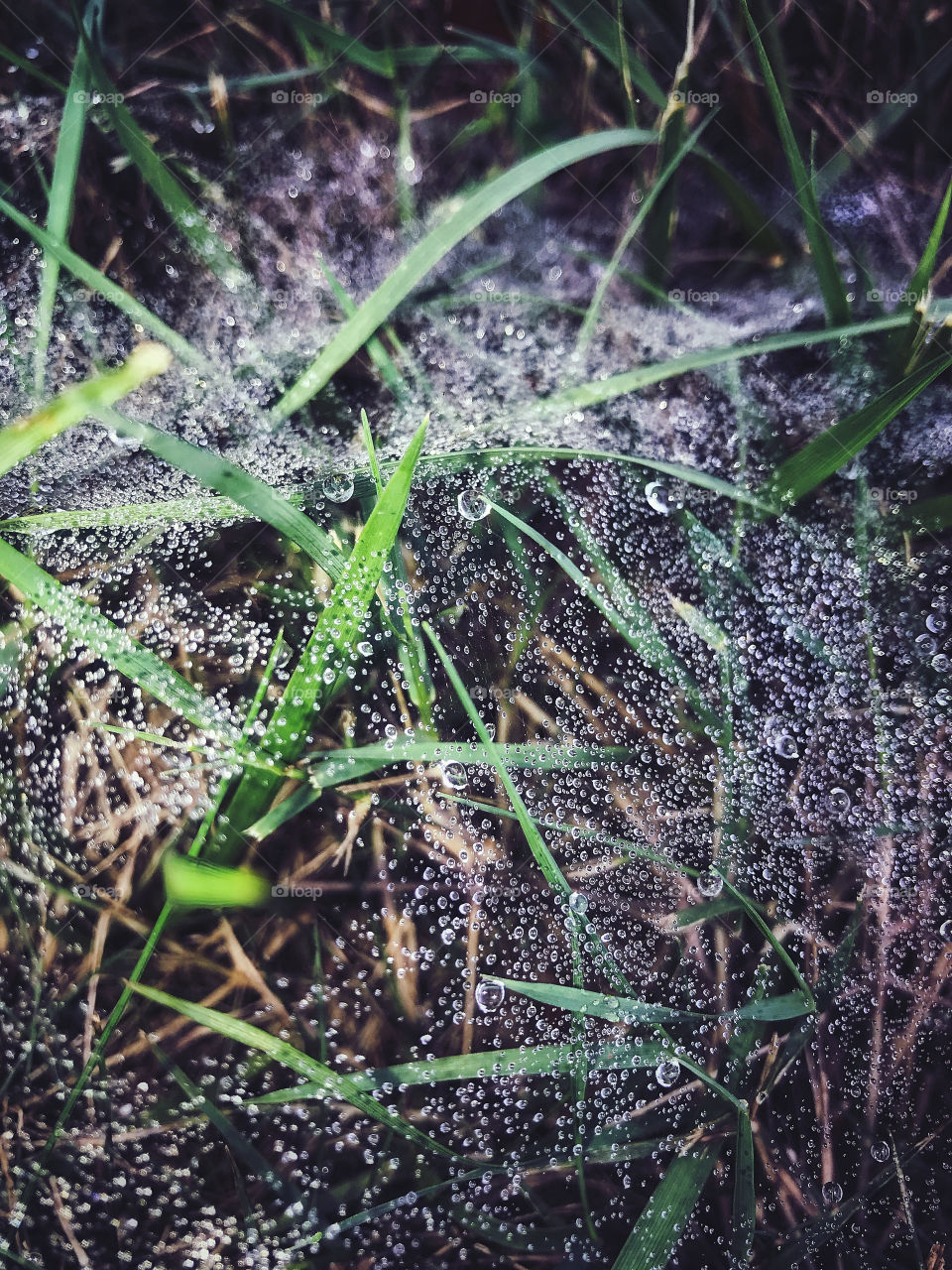 Bejewelled spiderweb 