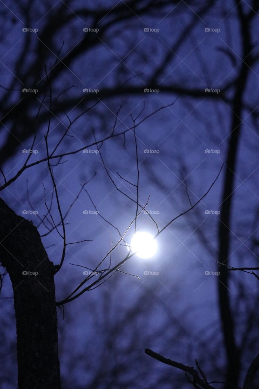 Moonlight peeking through the forest branches on an evening walk