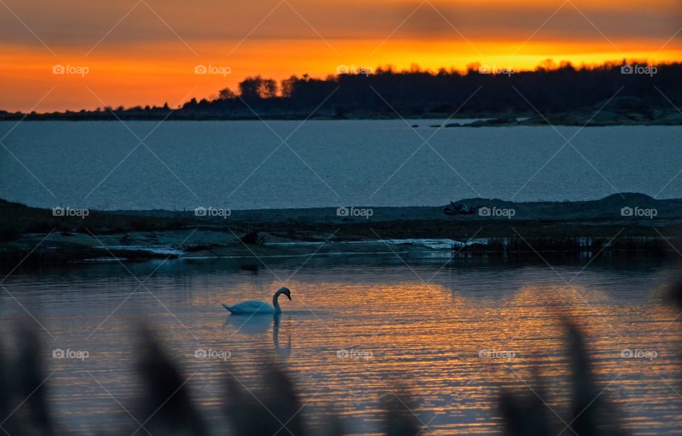 Swan swimming in water at sunset