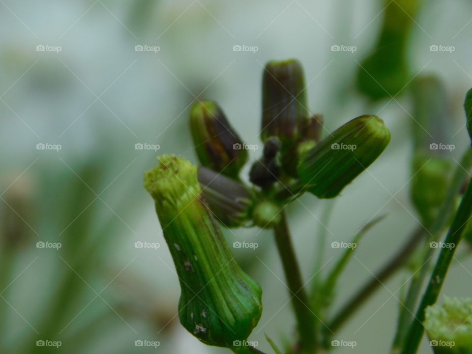 Unblossomed green dandelion flower / weed