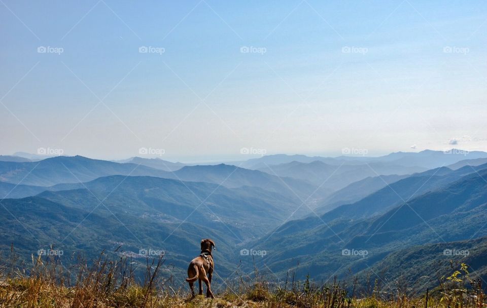 dog, hiking, alps, via alpina, explore, adventure