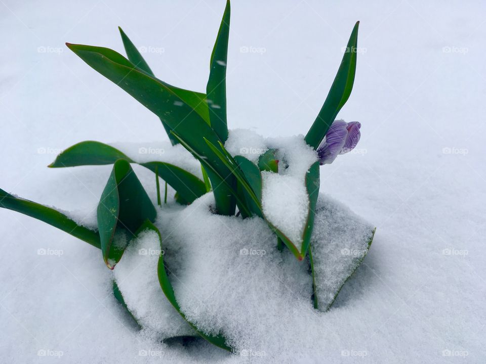 The Hope of Spring