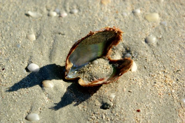 Sea shell
