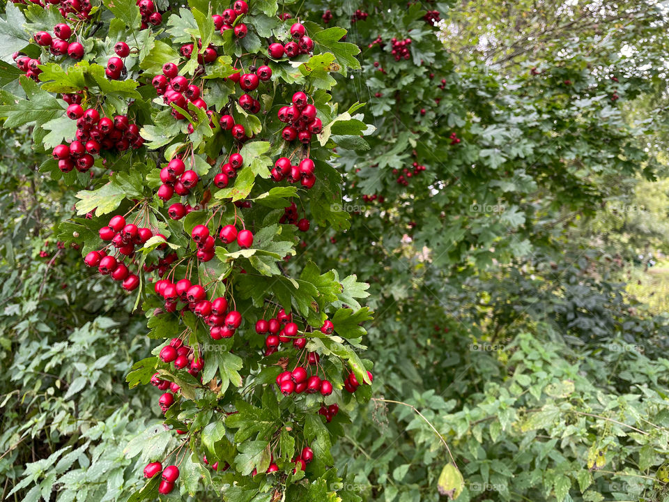 Red hawthorn berries.
