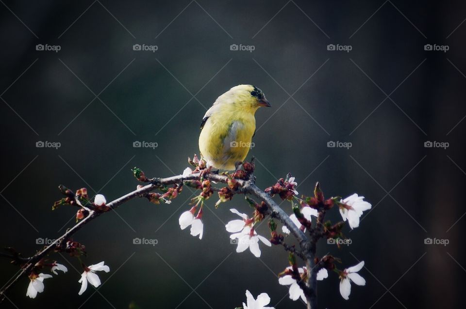 Finch on a branch