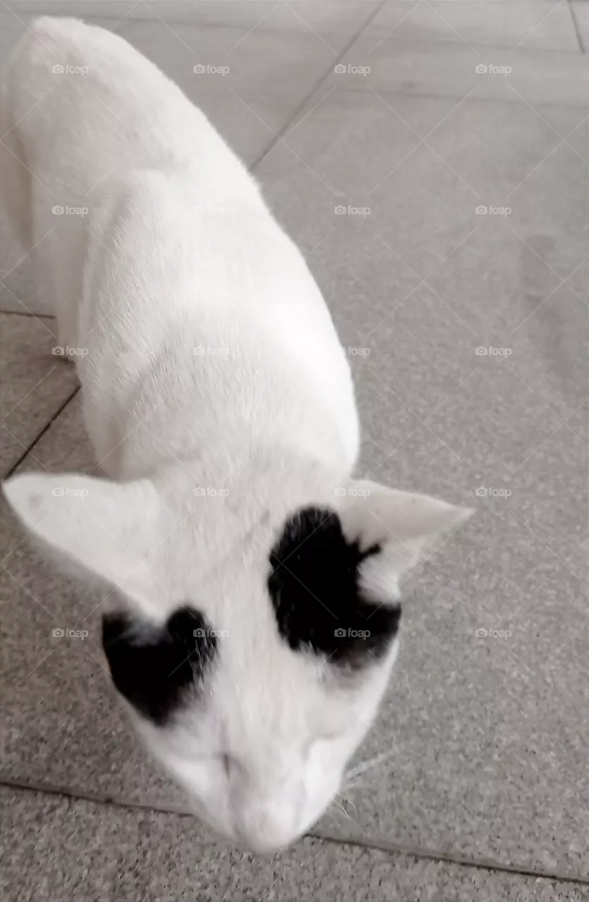 🐱🖤
